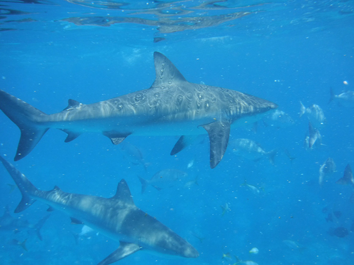 Sharks in South Bimini, Bahamas.